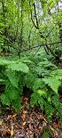 Plants: image 57 Of 208 Thumb